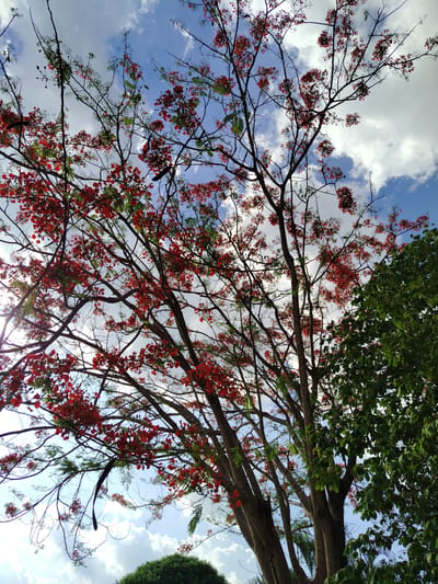 The image shows a view looking up into the branches of a tree with vibrant red flowers, set against a partly cloudy blue sky. The branches are mostly bare, save for clusters of red blossoms and sparse green leaves. Another tree with dense green foliage is visible on the right side of the frame. The presence of tropical trees suggests a location with a warm climate. No people or specific objects related to the city of Los Leoncitos, Venezuela, are discernible in the image.
