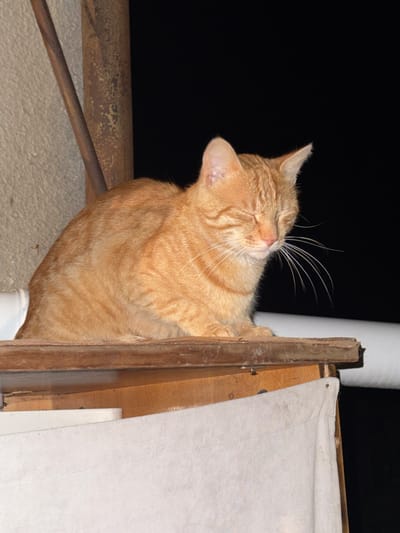 An orange tabby cat with its eyes closed is perched on a wooden plank. The cat's fur is light orange with darker stripes. Its whiskers are long and prominent. The cat is facing to the right. The background is dark, suggesting nighttime or a poorly lit area. To the left of the cat, there is a textured, light-colored wall and a rusty metal pole. Below the wooden plank, a white fabric is visible. The scene is located in the city of Tandzia, Georgia.