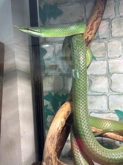 A bright green snake with a distinctive horn-like appendage on its snout is coiled around branches of a tree. The snake's body is long and slender, with visible scales. In the background, there is a wall made of grey stone blocks, and the overall environment suggests an enclosure, possibly a terrarium. The scene is illuminated, casting reflections on the glass. This image does not provide any information that would place it in the city of Каменка, Russia, or any other specific geographical location.