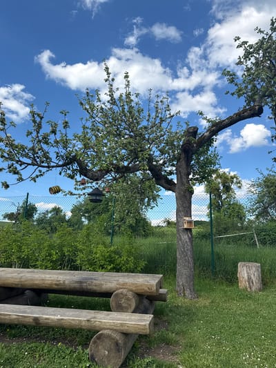 The image depicts an outdoor scene in a green area, possibly in Manternach, Luxembourg. A mature tree dominates the frame, bearing blossoms and supporting a birdhouse attached to its trunk. Hanging from the tree are two bird feeders and a yellow and black bee-shaped decoration. A section of chain-link fence runs in the background, partially obscured by greenery. A wooden bench made from logs is situated in the foreground, along with another log located closer to the back. The sky is bright blue with scattered white clouds.