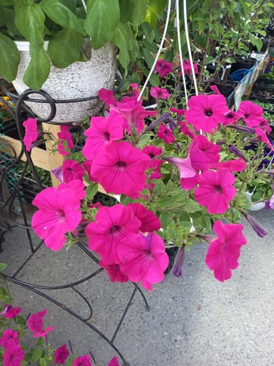 The image depicts a close-up view of vibrant pink petunias in a hanging planter. The flowers are the main subject, with their ruffled petals and deep throats clearly visible. They are set against a backdrop of green leaves and a textured white pot. The planter is suspended by white ropes, and part of a black metal stand is visible beneath it. In the background, there are other plants and pots, suggesting an outdoor setting, possibly a nursery or garden center. The ground appears to be asphalt or concrete. The scene does not contain any people or specific landmarks to indicate a particular location within Aramil, Russia.