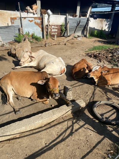 The image depicts a rural scene in Chinnambedu, India, featuring several cows resting in a dusty, outdoor area. The environment appears to be a farm or compound, with a building structure in the background constructed of concrete and corrugated metal. The ground is a mixture of dirt and dry grass, with scattered logs and debris, including a discarded tire.

In the foreground, a light-colored cow with a yellow rope halter is lying down. To its right, a brown cow with a white marking on its forehead and a yellow rope halter is also resting, its head turned towards the viewer. Behind these two, a larger, light-colored cow lies on its side, with its head resting on the ground. Further back, another brown cow is partially visible, facing away from the camera. The cows appear calm and are likely seeking shade or rest.

The lighting suggests it is daytime, with strong shadows cast by unseen structures or a fence. The overall impression is one of a simple, agrarian setting in rural India.