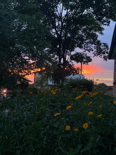 This is a vertical, outdoor photograph taken at dusk, likely in Korosten, Ukraine. The scene is dominated by the silhouette of a large, leafy tree on the left, with its branches reaching towards the sky. Through the gaps in the foliage, a vibrant sunset is visible, casting hues of orange, pink, and yellow across the horizon. On the right side of the image, a dense bush or hedge is covered in numerous small, bright yellow flowers. The leaves of the tree and the flowers create a natural frame for the sunset.

In the background, there are hints of man-made structures, including what appears to be a building with light-colored siding and a brick wall. A utility pole is also visible, positioned in front of the sunset. The overall mood is serene and picturesque, typical of a peaceful evening in a rural or suburban setting. The time of day is clearly sunset due to the colorful sky and the soft, diffused light. No people or discernible text are present in the image. The presence of blooming flowers suggests a warmer season, likely late spring or summer.