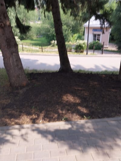 The image depicts a street scene in Belokurikha, Russia. In the foreground, a paved walkway with a brick pattern is visible, casting shadows from overhead foliage. A strip of dark soil, likely mulched garden bed, runs along the edge of the walkway. Two large trees with rough bark stand prominently in the foreground, their branches extending upwards and obscuring parts of the background. Beyond the trees, a road is present, bordered by a low fence and green grass. In the middle ground, a small, pale pink building with a white roof and a prominent window is situated. Trees and dense green foliage form the backdrop of the scene. The overall impression is a serene, outdoor setting, possibly a park or a residential area with a natural ambiance.