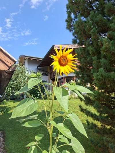 A close-up shot of a sunflower in full bloom is captured against a backdrop of a clear blue sky with scattered white clouds, a residential building, and lush greenery. The sunflower, positioned in the center of the frame, displays vibrant yellow petals and a dark, textured center. Its thick green stem is visible, along with large, heart-shaped leaves and developing buds lower down on the plant.
In the background, a modern two-story house with light-colored walls and a dark-tiled roof is partially visible. To the right of the sunflower, a large evergreen tree with dense foliage dominates the scene, casting dappled shadows on the manicured green lawn below. To the left, a portion of another building with a brown wooden roof is seen, and beyond it, a tree with red berries. The foreground consists of a grassy area with a few fallen red petals. The image appears to be taken during daylight hours, suggesting a warm, sunny day. The setting suggests a suburban or rural residential area. There are no people visible in the image. The specific location in the city of Münster, Austria is not identifiable from the visual elements alone.