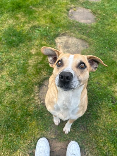 A light tan and white dog is depicted sitting on stepping stones within a grassy area in Limours, France. The dog, a medium-sized breed with floppy ears, brown eyes, and a black nose, is looking directly upward towards the camera. Its front paws are visible on a stone, while its body is positioned centrally in the frame, facing the viewer. In the foreground, the feet of a person wearing white athletic shoes with visible perforations are present, also positioned on a stepping stone, indicating the perspective is from the person looking down at the dog. The surrounding environment consists of green grass interspersed with additional irregularly shaped grey stepping stones that recede into the background. The scene is illuminated by natural light, creating shadows on the grass, suggesting an outdoor setting during daylight hours.