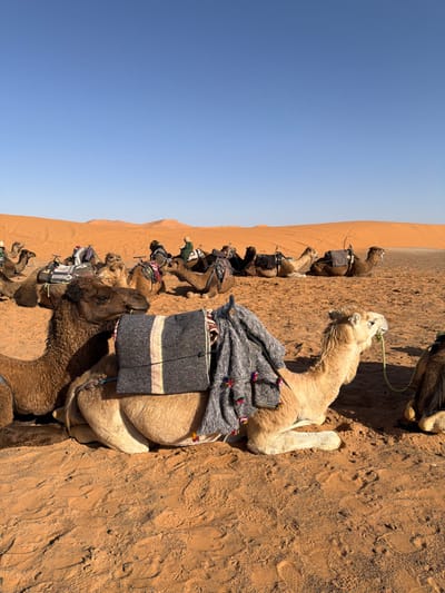 The image displays a clear blue sky over a vast desert landscape in Et-taous ⵟⴰⵡⵙ الطاوس, Morocco. The terrain consists of reddish-orange sand, characterized by undulating dunes stretching into the distance under direct sunlight, creating distinct shadows.
In the immediate foreground, a light-colored dromedary camel is resting on the sand, facing slightly right and upwards. It is adorned with a dark gray saddle blanket featuring a central cream stripe, and a fluffy gray garment with colorful pom-pom tassels is draped over its back. A neon green rope bridle is visible on its head. To its left, a partial view of a darker brown camel is visible, also resting.
The midground features a cluster of approximately fifteen dromedary camels, mostly in a recumbent position on the sand. Many of these camels are fitted with blankets or saddles. Several individuals are present among the camels; one person, visible in the center-left midground, wears a green garment and a head covering, seated on a camel. Another individual is discernible further right.
In the distant background, more camels are scattered across the desert floor, with large, reddish sand dunes forming the horizon. No specific actions or interactions beyond resting and basic presence are clearly discernible among the distant figures or camels.