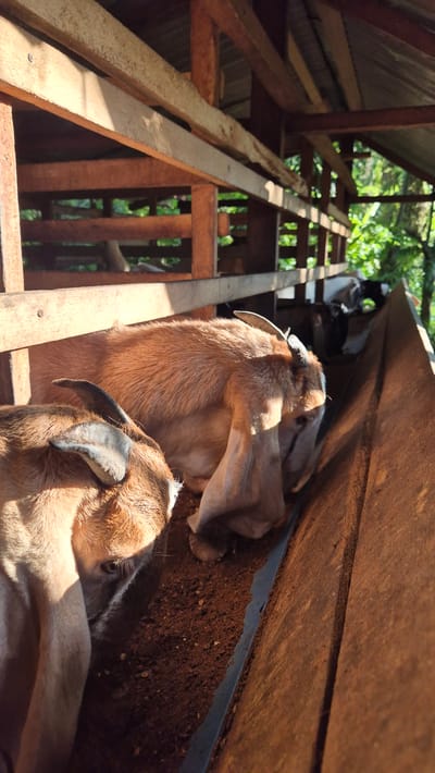 In Mee, Indonesia, a close-up shot captures two goats in a wooden enclosure, their heads lowered into a trough filled with feed. The goats, one in the foreground and another partially obscured behind it, are brown and tan. The enclosure features rough-hewn wooden beams and planks, with a tin roof overhead. Sunlight streams into the pen, casting shadows and highlighting the dust and feed on the ground. Beyond the enclosure, lush green foliage is visible, suggesting an outdoor setting. The image focuses on the goats and their immediate surroundings within the rustic structure.