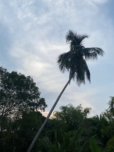 The image shows a tall coconut tree against a backdrop of a cloudy sky and other trees. The photo was taken from a low angle, looking upwards towards the palm tree. The trunk of the tree is slender and stretches upwards, while the crown is dense with fronds. Other trees with dense foliage are visible in the background, along with a cloudy sky with varying shades of blue and grey. The location is likely Tanjongkapai, Indonesia.