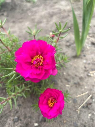Two bright pink flowers with yellow centers are in focus in the foreground. The flowers are part of a low-lying green plant with thin, needle-like leaves. The background is composed of gray soil with scattered small pebbles and a few dry twigs. To the right of the flowers, a blurry green vertical leaf can be seen, possibly from a different plant. The scene appears to be outdoors in an area that could be a garden or a natural outdoor space within the city of Сухринское, Russia. There are no people or animals visible in the image.