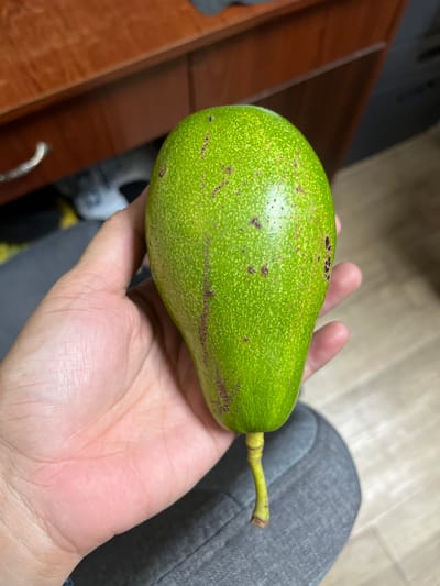 An individual's hand holds a vibrant green avocado with a slightly elongated, pear-like shape. The avocado's skin is textured and features small, dark brown blemishes scattered across its surface, with a more prominent vertical stripe of brown near the stem. The stem itself is short, thick, and yellowish-green, with a small brown tip. The hand is open, supporting the fruit from underneath, revealing visible lines and creases on the palm and fingers. The background suggests an indoor setting, with a wooden surface in the upper portion of the image, possibly a desk or cabinet, and a gray upholstered surface, likely a chair or couch, in the lower portion. The flooring appears to be light-colored wood or laminate. There is no indication of the city of Quezon City, Philippines, in the image.