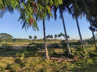 The image captures a tranquil landscape under a clear, pale blue sky. Tall palm trees with slender trunks dominate the foreground, their leafy fronds partially framing the scene. A sprawling grassy field dotted with low-lying vegetation stretches towards the horizon. A row of smaller palm trees is visible in the distance. A large, leafy tree stands to the left, adding depth to the composition. The overall impression is one of serene natural beauty.