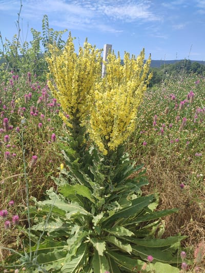 This is a medium shot of a field of wildflowers under a bright blue sky with scattered white clouds. The scene is dominated by two tall stalks of bright yellow flowers with many small blossoms, likely mullein. These yellow flowers stand in front of a backdrop of smaller pinkish-purple wildflowers, possibly clover, and dried grasses. The ground is covered in vegetation. A grey concrete post is visible on the right side of the image, near the yellow flowers. In the distance, rolling hills covered in green trees can be seen. The lighting suggests it is daytime, likely late morning or early afternoon, with the sun high in the sky. The image captures a natural, rural setting in Emona, Bulgaria, exuding a sense of peace and the vibrancy of nature. There is no visible text in the image.