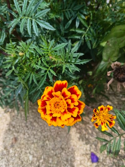 The image presents a close-up view of two marigold flowers amidst green foliage and light-colored ground, set in an outdoor environment in Kolwara, Papua New Guinea. The prominent subject is a large, fully bloomed marigold flower, positioned off-center towards the bottom left. Its petals are a vivid orange with pronounced reddish-brown edges, and its central florets are a bright orange, appearing intricate and textured. To its lower right, a smaller, less developed marigold flower, exhibiting similar orange and red coloration, is partially visible.

The background is filled with dense green foliage, characterized by finely serrated leaves, likely belonging to marigold plants or surrounding vegetation. A dried, brownish seed head or spent flower is discernible on the upper right side, nestled amongst the green leaves. The foreground, particularly on the left, consists of a granular, light beige or off-white ground surface, suggesting sand, fine gravel, or light-colored soil. A small, blurry purple object, possibly a fallen petal or a small flower, is faintly visible near the bottom right edge.

The scene depicts a tranquil moment in nature, with no specific activity or event taking place. The natural lighting suggests it is daytime, possibly morning or late afternoon, with clear weather conditions. The vibrant colors of the flowers and the lush greenery convey a sense of natural beauty and flourishing life in the tropical or subtropical setting of Papua New Guinea. No human subjects or visible text are present in the image.