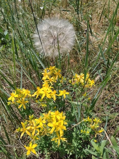 The image depicts a close-up view of a meadow in Ananiv, Ukraine, on a sunny day. The foreground is dominated by a cluster of vibrant yellow St. John's Wort flowers, their star-shaped petals open to the sun. Interspersed with the flowers are tall, green blades of grass and some drier, straw-colored stalks, suggesting a natural, uncultivated setting. In the background, slightly out of focus, is a large, fluffy dandelion seed head, its delicate white filaments spread wide, hinting at the wind carrying its seeds. The sunlight creates a bright, cheerful atmosphere, illuminating the yellow flowers and casting subtle shadows. The scene evokes a sense of summer abundance and the simple beauty of nature. There is no visible text in the image.