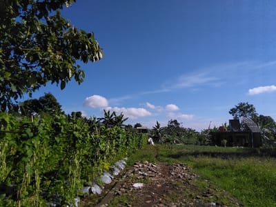 The scene depicts an outdoor agricultural and residential area in Ban Lao Ta, Laos, under a clear blue sky with scattered white cumulus clouds. In the upper left foreground, a portion of a leafy tree branch extends into the frame. To the left and extending into the mid-ground, a dense row of cultivated climbing plants, consistent with legumes such as long beans, grows on a trellis system, with numerous elongated green pods visibly hanging. The base of this cultivated row is covered with sections of white plastic sheeting, serving as ground cover. A narrow, unpaved dirt path runs adjacent to this cultivated section. To the right of the path, a field of green and dry grasses extends towards the background. The path in the foreground consists of exposed reddish-brown soil mixed with loose rocks and gravel. In the background, positioned to the right, a two-story structure with dark walls and a corrugated metal roof is visible. A red cylindrical water tank is situated on the roof of this building. Dense tropical foliage and various trees, including what appear to be banana trees, surround the structure and form the horizon line across the entire mid-ground and background. No individuals or overt human activity are present in the image. The scene is illuminated by bright, direct sunlight.