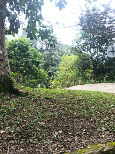 The scene, located in Tah, Vietnam, presents a verdant outdoor environment under an overcast sky. The foreground comprises uneven ground covered with sparse green grass, brown soil, and scattered organic debris. A large tree trunk, featuring exposed roots and a small white identification tag, occupies the left side, with a moss-covered concrete curb visible at the bottom right. In the midground, a light-colored paved road or path curves towards the background, delineated by at least five uniformly spaced, cylindrical, light-colored bollards. Beyond the road, the landscape is dominated by a dense forest composed of numerous trees and bushes exhibiting varied shades of green foliage. A bright, diffused sky is visible above the tree canopy, and a partial circular white sign with a black cross is discernible on the far right. No individuals or active subjects are present.