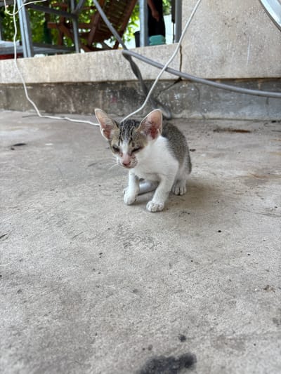 A small, sickly-looking tabby kitten with white patches on its face and chest is sitting on a grey concrete floor. The kitten's eyes are partially closed, and its fur appears unkempt. Wires and cables run across the floor and up a concrete wall in the background. Behind the wall, a wooden structure with greenery is visible, suggesting an outdoor setting. The environment appears somewhat disheveled, with some dirt and debris on the concrete. The scene is captured from a low angle, focusing on the kitten.