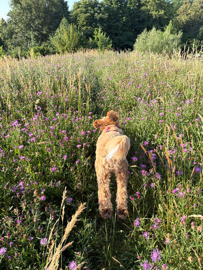 An overhead, slightly low-angle, natural light shot captures a light brown, medium-sized dog from behind, walking away from the camera into a sunlit meadow in Poing, Germany. The dog, with curly fur, a red collar, and a fluffy white-tipped tail, is positioned in the center of the frame. It is surrounded by a dense field of green grass interspersed with numerous small, purple thistle-like flowers and tall, dry grasses. The meadow stretches towards a dense line of trees and shrubs in the background, under a clear blue sky. The scene is tranquil, with no other people or animals visible.
