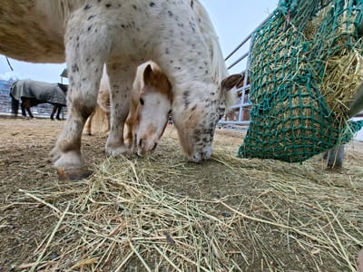 This image depicts an outdoor horse paddock in Davos, Switzerland. In the immediate foreground, a white horse with extensive black spotting and a thick white mane, likely an adult, is seen with its head lowered, grazing on hay scattered across the dirt ground. Its front legs are clearly visible, with the hoof of its left foreleg prominent. Positioned beneath and slightly to the left of the spotted horse's head is a smaller, light brown horse, possibly a foal or pony, also grazing with its head down. To the right of the spotted horse, a large, dark green mesh hay net, filled with dried hay, hangs from a grey metal fence post, with portions of the fence extending horizontally behind it. The ground beneath the horses and hay net is a mix of light brown dirt and numerous stalks of dried hay, with some dark animal droppings visible. In the background, beyond the metal fence, a dark-colored horse wearing a grey horse blanket stands near what appears to be a wooden stable or shed structure with a light roof. Further in the distance, snow-covered mountains are visible under a clear, pale blue sky. No human figures are present in the scene.