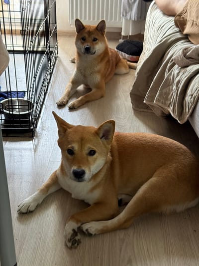 Two Shiba Inu dogs are lying on a light-colored wooden floor in what appears to be a domestic setting in Ankudinovka, Russia. In the foreground, one dog is lying down with its head facing the camera, its front paws extended forward. In the background, another Shiba Inu is lying down, also facing the camera, with its paws tucked beneath it. To the left of the frame is a black metal dog crate with a silver bowl inside. To the right, a beige quilted blanket is draped over furniture, suggesting a living area or bedroom. A white radiator is visible on the wall in the background, and part of a leg, presumably a person's, is visible on the far right of the image. The lighting is natural, indicating daytime.