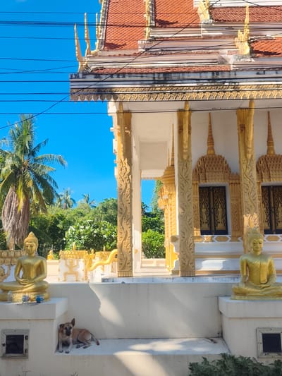 In Tong Yang, Thailand, a tranquil scene unfolds in front of a temple. Two golden Buddha statues sit in meditative poses, one on the left and another on the right, framing the entrance. In front of the left statue, a brown dog rests peacefully, its body curled up as it lies on the white tiled platform. The temple itself boasts an ornate, golden facade with red-tiled roofs, and is surrounded by lush green trees and a clear blue sky. Power lines crisscross the sky, a subtle reminder of the modern world juxtaposed against the serene spiritual setting.