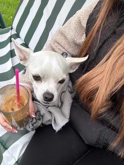 A close-up shot shows a white, short-haired dog nestled in the lap of a person. The dog is looking directly at the camera. The person has long, light brown hair. The person is holding a glass with a brown beverage and a pink straw. The backdrop is a green and white striped fabric. A portion of a dark-colored jacket is also visible. The location is Mechkarevo, Bulgaria.