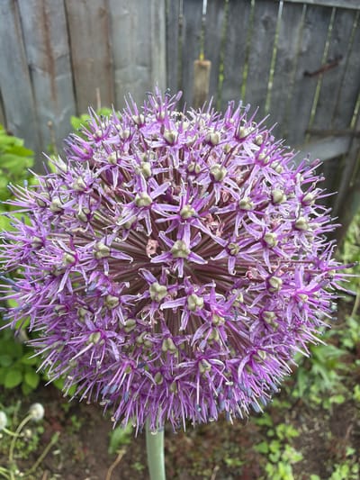 The image shows a close-up, high-angle view of a purple allium flower. The flower is a dense sphere of individual florets, each consisting of a light green center and radiating purple petals. The flower is positioned near a weathered, grey wooden fence on the left side of the frame and some green foliage and soil on the right side of the frame. The location of Ol'khovo, Russia is not determinable from the image. No people, interactions, or actions are visible.