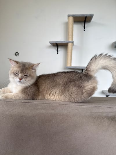 A fluffy grey and white cat is perched on the edge of a plush, beige piece of furniture, possibly a sofa or a cat tree. The cat is mostly facing to the right, with its head tilted down and eyes partially closed, giving it a sleepy or contented expression. Its tail, which is bushy and striped, curls upwards and to the left. In the background, a wall with a cat scratching post attached is visible. The scratching post has a sisal rope-wrapped pole and two small grey platforms. The overall setting appears to be indoors, likely a home environment. The lighting suggests it could be daytime, with soft ambient light. There is no visible text in the image. The location is Dagonovo, Bulgaria.