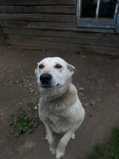A medium-sized, light-colored dog with black eyes and nose sits on its hind legs, facing forward and looking slightly to the left. The dog has pointed ears and a dark collar. The ground is composed of dirt and small stones, with patches of green vegetation. In the background, there is a weathered wooden structure, possibly a house, with horizontal planks and a window with chipped blue paint. The scene appears to be outdoors, in a rural or semi-rural setting, consistent with the location of Пешнево, Russia.