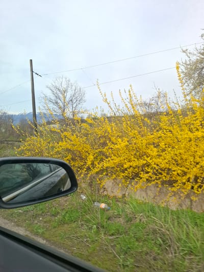 The photograph, taken from inside a vehicle, shows a roadside scene. A dense wall of forsythia bushes, resplendent with bright yellow blossoms, dominates the view to the right of the car. The ground on the other side is covered in green grass. A plastic bottle and other litter are visible among the vegetation. Further off, across a field, is a telephone pole. Bare trees stand in the distance, and the landscape rises gently toward snow-capped mountains, most likely part of the Balkan Mountains. The overcast sky suggests a late winter or early spring day. The side mirror of the car is visible in the foreground. The location is possibly near Mezdreya, Bulgaria, due to the nature of the landscape. The image is sideways.