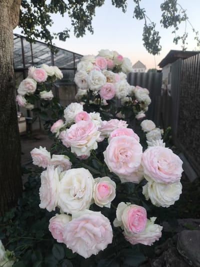 A cluster of delicate pink and white roses is in full bloom, their petals softly unfurling against a backdrop of lush green foliage. In the background, a rustic corrugated metal fence and a greenhouse hint at a garden setting. The soft twilight sky above suggests the scene is captured during the golden hour. The image is taken in Kitskany, Moldova.