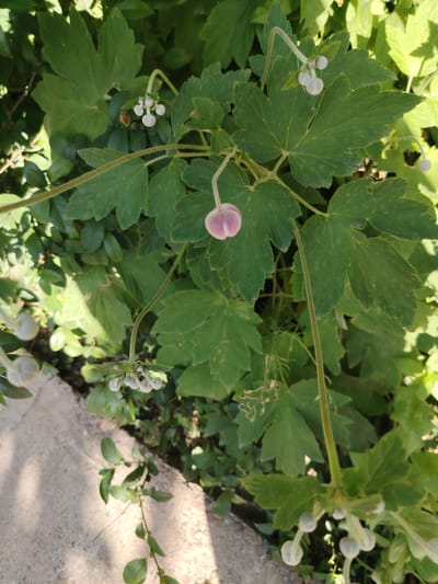 In Tavaksay, Uzbekistan, a close-up, overhead shot captures a blooming plant with delicate, pale pink and white flowers hanging downwards. The flowers are bulbous at the base, tapering to a pointed tip, and appear to be in various stages of opening. Some have tightly closed buds, while others show delicate petals unfurling. The plant's leaves are a vibrant green, deeply lobed with serrated edges, and positioned to frame the flowers. A rough, light-colored concrete surface, possibly a pathway or border, occupies the lower left portion of the image, casting dappled shadows. The background is a dense, lush green foliage, suggesting a garden or natural setting. The overall impression is one of soft, natural beauty and delicate growth under bright sunlight.