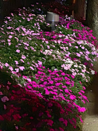A bed of pink and purple impatiens flowers, some white, are densely planted in a garden bed. The flowers are a mix of vibrant pink and lighter lavender shades, with some white blooms interspersed throughout. The foliage is a deep green. In the upper left quadrant, a grey, low-profile outdoor spotlight is visible, angled towards the flowers. To the right of the flowers, the rough bark of a tree trunk is visible. The scene appears to be located along a paved pathway, hinted at by a concrete curb on the far right. The lighting suggests it is nighttime, as the flowers are illuminated by the spotlight. There are no people or animals visible in the image. The location is specified as Xuan Huong Lake, Da Lat, Vietnam.