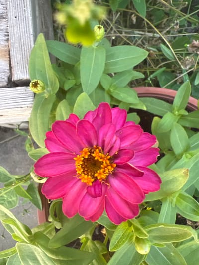 A close-up, top-down view captures a vibrant fuchsia zinnia flower in full bloom, its petals fanned out around a bright orange-yellow center. The flower is positioned in the foreground, centrally located. Surrounding the bloom are lush green leaves, some of which are slightly out of focus. To the upper left, a portion of weathered, grey wooden planks is visible, appearing to be part of a garden structure or fence. A small, unopened green bud can be seen on a stem to the left of the main flower. In the background, out-of-focus foliage and dried plant matter create a natural, garden-like setting. The flower is planted in a brown pot, partially visible at the bottom right. The lighting suggests it is daytime. This scene is consistent with a garden setting within the city of Hadera, Israel, where such flowers and garden elements are commonly found.
