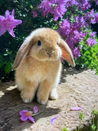 This is a close-up, slightly tilted photograph of a light brown baby rabbit lying on its side. The rabbit is nestled amongst vibrant purple flowers and lush green foliage. The background includes a textured, beige-colored rock. The rabbit's floppy ears are visible, with one draped over its back and the other resting on its head. Its eyes are closed, and its nose is slightly scrunched, giving it a peaceful and relaxed appearance. A few scattered purple flower petals are visible on the rock, suggesting they have recently fallen. The lighting suggests it may be daytime, possibly morning or afternoon, with the sun casting shadows on the rock. The overall mood is serene and tranquil, highlighting the natural beauty of the rabbit and its surroundings. The setting appears to be an outdoor garden or natural landscape, given the presence of flowers, foliage, and rocks. There is no visible text in the image.