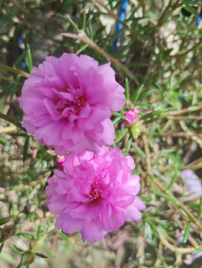 The image shows two bright pink Portulaca flowers in focus, positioned in the lower and upper left quadrants of the frame. A small, pink-tipped bud is visible between the two flowers. The background consists of blurred green foliage and stems, with hints of what appear to be blue objects, possibly beads or decorative elements, further in the background. The lighting suggests it is daytime. The scene is a close-up of a garden plant.