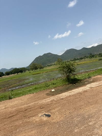 The image depicts a rural landscape, possibly in the vicinity of Lankoviri, Nigeria, under a clear, bright sky dotted with scattered white clouds. In the foreground, a dirt road, marked by a lighter colored gravel edge on the right, stretches diagonally into the frame. The road surface is predominantly brown soil with some scattered pebbles and debris, including a dark, amorphous object resembling a piece of plastic or cloth.

Beyond the road, a vibrant green field extends, appearing to be a cultivated area with patches of standing water, suggesting it may be a paddy field or recently irrigated land. Several trees, varying in size and density, are scattered across this field and further into the distance. The midground is dominated by a row of lush green trees, some appearing mature and full, while others are smaller.

In the background, a series of undulating, verdant hills rise, forming a natural backdrop to the scene. The hills are covered in vegetation, with some areas appearing darker, possibly indicating denser foliage or shadows. The overall environment appears serene and natural, characteristic of a rural setting in Nigeria. There are no visible people or animals in the image.