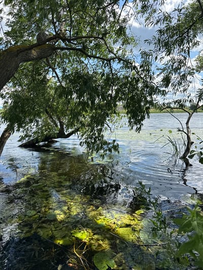 A weeping willow tree, with its branches reaching low over the water, is seen from a low angle, looking up through its leaves towards a partly cloudy sky. The tree's trunk and branches are partially submerged in a body of water, possibly a river or lake, in Gryazi, Russia. The water is clear enough to see submerged vegetation and lily pads on the surface. The background shows a distant shoreline with some greenery and possibly some structures. The sunlight filters through the leaves, creating dappled patterns on the water.