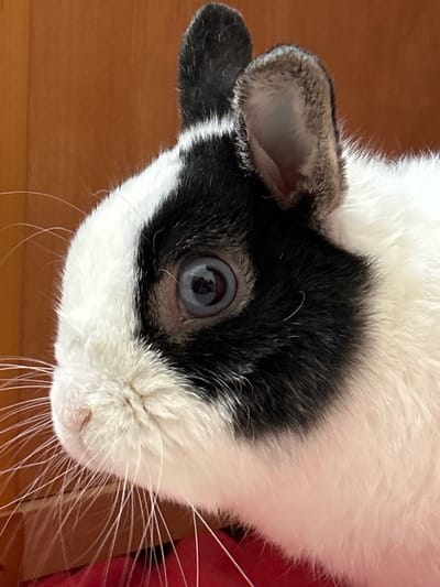 A high-angle, close-up photograph captures the head of a black and white guinea pig, or a similar short-eared rodent, tilted slightly. The animal's striking blue eye, with a dark pupil and a visible reflection of its surroundings, is prominent on the left side of its face. A patch of dense black fur surrounds this eye, contrasting sharply with the fluffy white fur covering the rest of its face and chin. Its small, rounded ear, mostly black and greyish-brown on the edges, is visible behind the eye.
Long, delicate white whiskers extend from both sides of its muzzle, fanning out against the background. The animal's nose and mouth are partially visible beneath the whiskers. The fur on its body, seen transitioning from black to white, appears soft and thick.
The background consists of two main elements: a warm, reddish-brown wooden surface (likely a floor or table) on the left and bottom, and a blurry section of red, possibly fabric or another soft object, on the right side of the frame. The lighting suggests an indoor setting, and the animal appears calm or curious, looking directly towards the viewer. No text is visible in the image.