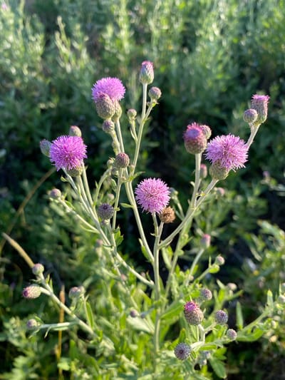 This media file is a close-up photograph of a plant with several purple thistle-like flowers and buds. The flowers are spherical and fluffy, with delicate pinkish-purple petals radiating outwards. Some of the buds are tightly closed, while others are partially open, showing hints of the same purple coloration. The plant has thin, green stems and slightly fuzzy, light green leaves. The background is a blur of green foliage, suggesting a natural outdoor setting, possibly a field or garden. The lighting indicates it is daytime, with soft sunlight illuminating the flowers. The overall impression is one of natural beauty and the gentle unfolding of blooms. The location context provided is Staromyshastovskaya, Russia. There is no visible text in the image.