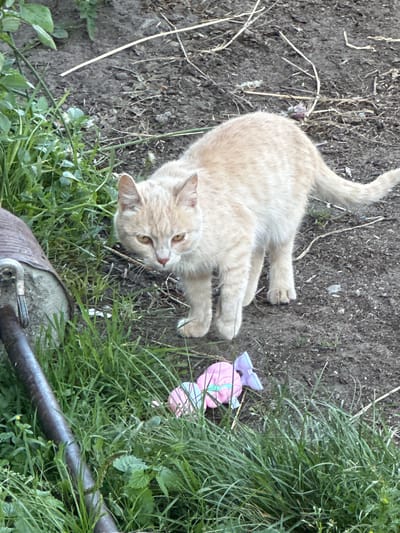A light-colored cat lies on its back on the dirt and grass, with its paws outstretched. It is looking up towards the camera with its head tilted. Next to the cat, in the tall grass, is a pink and purple stuffed toy. In the foreground of the image, a metal object with a loop is partially visible. The setting appears to be outdoors, with dirt, dry grass, and green foliage. The lighting suggests it is daytime.