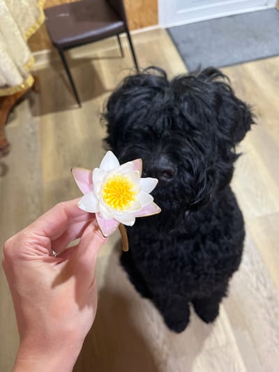 A person's hand holds a pink and white water lily flower in the foreground, positioned to the left of the frame. The flower has a bright yellow center and water droplets on its petals. Behind the flower, a black, shaggy-haired dog sits on a light-colored wooden floor. The dog is looking slightly to the right, with its face partially obscured by its fur. In the background, a brown chair with a dark seat and metal legs is visible on the left side of the image. A portion of a decorative white and gold draped fabric is also present. To the right, a grey doormat is placed in front of a white door, partially visible at the top edge of the frame. The scene appears to be indoors, likely in a residential setting within the city of Nagorny, Russia.