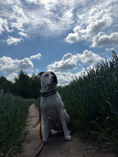 A white pit bull dog with black markings sits on a dirt path in a field of tall green grass. The dog is wearing a collar and a leash. The path leads into a forest in the background. The sky is blue with white clouds. The image was taken in Wilczyce, Poland.