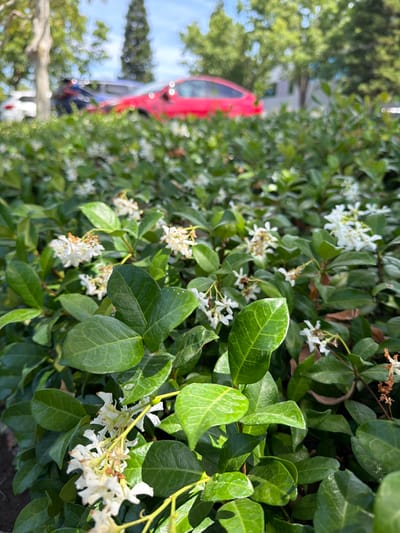 The image depicts a close-up view of dense green foliage with small white flowers, suggesting a garden or landscaped area. In the background, out of focus, are parked cars, including a red car and a darker vehicle. Trees and a blue sky are also visible. The scene is consistent with an outdoor setting in a city, possibly a residential or commercial area. The location is identified as Rancho Cordova, United States of America. The lighting indicates daytime, with sunlight casting shadows and highlighting the leaves. No people are visible in the frame.