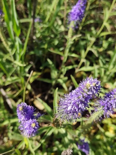 The image displays a close-up view of purple flowers with green foliage in the background. The flowers are clustered and appear to be in a natural outdoor setting. The lighting suggests it is daytime. The scene is located in Mar'yanivka, Ukraine.