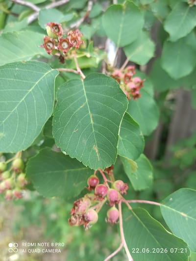 A close-up shot focuses on green leaves and developing berries on a plant. The berries are small and a mix of pink and green, some appearing to be drying or past their prime. A few leaves show slight browning or damage. In the background, the environment is softly blurred, suggesting outdoor foliage and possibly a wooden fence. The timestamp "22.06.2026 07:21" is overlaid on the image, indicating the date and time of capture. The watermark "REDMI NOTE 8 PRO AI QUAD CAMERA" identifies the device used to take the photograph. No people are visible in the image. The location in the city of Sovetskiy, Russia, is provided, but there are no specific visual cues within the image to corroborate this location.
