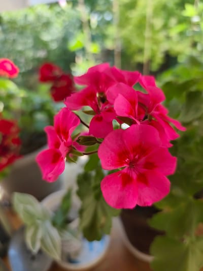 A close-up, vertical, outdoor shot shows a cluster of vibrant pink geranium flowers in the foreground. The flowers are in focus, with their petals displaying a rich magenta hue and darker red veining near the center. Some of the flowers are fully bloomed, while others appear as buds. The background is a soft, blurred green, suggesting foliage and possibly trees, indicating a natural setting. A glimpse of a white pot and a blurred plant with light green leaves is visible in the lower left corner. The lighting suggests it is daytime, with natural light illuminating the scene. The image does not depict any people or specific landmarks that would allow for precise identification of the location within Goyany, Moldova.
