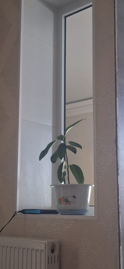 The image shows an indoor scene with a potted plant on a shelf. The plant is a rubber tree with dark green leaves. It is in a white pot decorated with a floral pattern and a butterfly. The shelf appears to be part of a window or niche, with a mirror behind the plant reflecting the ceiling. To the left of the plant, on the shelf, is a black object with a blue accent, possibly a piece of electronics, connected to a black cord. Below the shelf is a white radiator with vertical slats. The walls are wallpapered with a subtle textured pattern. The lighting suggests it is daytime, with light coming from an unseen source, casting shadows on the plant and shelf. The scene is located in a residential interior, potentially in the city of City of Türkmenabat, Turkmenistan, based on the context provided. There are no people visible in the image.