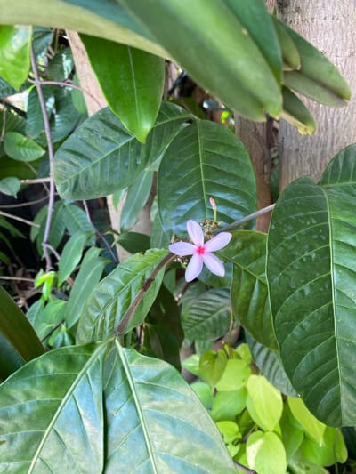 A single, delicate, pale pink flower with a bright pink center blooms on a thin stem. The flower has five petals, each with a pointed tip. It is surrounded by lush green foliage, with large, glossy leaves dominating the foreground and mid-ground. A rough, light-brown tree trunk is visible behind the flower and leaves. The scene appears to be in a garden or natural setting, likely outdoors, given the abundance of plant life and the soft, natural lighting. The image was taken in Bang Sare, Thailand.